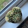 Golden Barrel Cactus (Echinocactus) Image 2