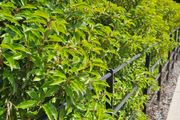 Portuguese Laurel Hedging