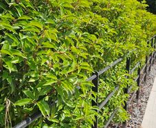 Portuguese Laurel Hedging