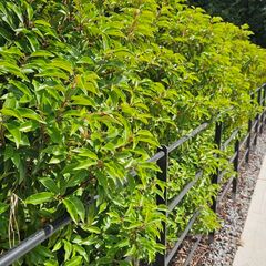 Portuguese Laurel Hedging
