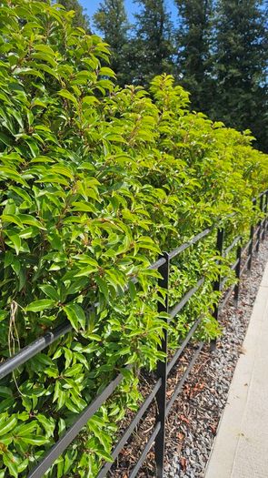 Portuguese Laurel Hedging