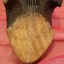 musical instrument from nepal ??? Image 6