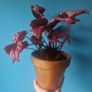 begonia Image 4