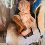 LORD The Two Towers Collector's DVD with Gollum Statue Image 2