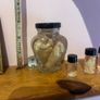 Taxidermy Specimens Image 2
