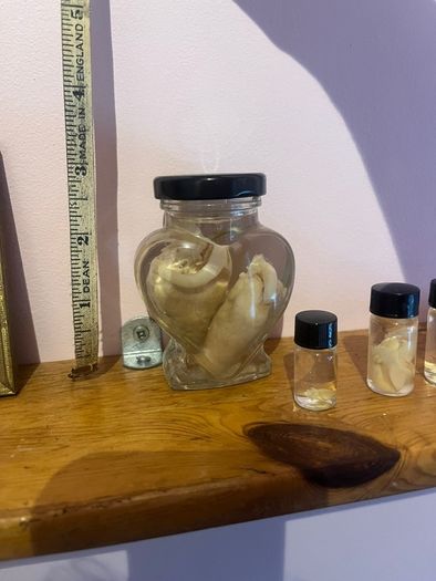 Taxidermy Specimens