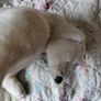 Vintage teddy - polar bear Image 5