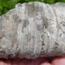 Big Coral fossil w/ complete silicification, mineral replacement, calcium carbonate to silica. Image 6