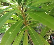 Euphorbia mellifera/Canary Spurge/Honey Spurge.