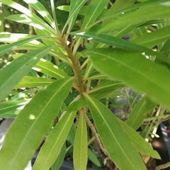 Euphorbia mellifera/Canary Spurge/Honey Spurge.