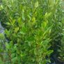 Griselinia Hedging Image 10