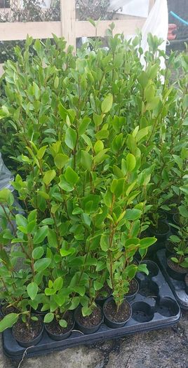 Griselinia Hedging