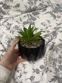 fake cactus