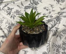 fake cactus