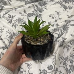fake cactus