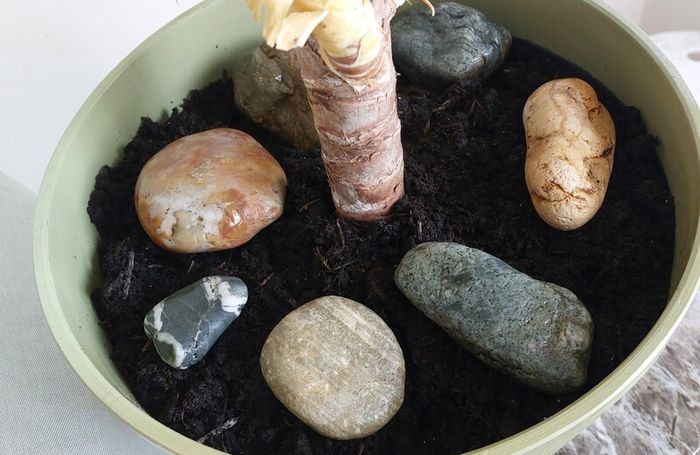 90cm Yucca Plant + Large Decorative Pot