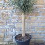Olive tree, extra large 45cm pot Image 7
