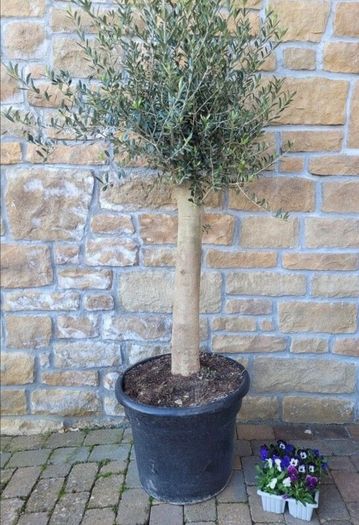 Olive tree, extra large 45cm pot