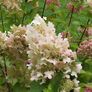Mature Hydrangea Plant in a Pot Image 9