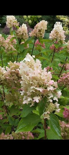 Mature Hydrangea Plant in a Pot