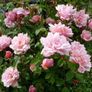 Climbing and Rambling Albertine Rose Image 6