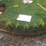 Box Hedging Image 3