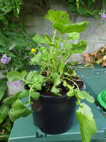 Geum Lady Stratheden