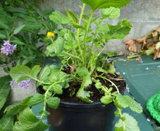 Geum Lady Stratheden