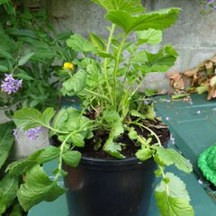 Geum Lady Stratheden