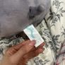Squishmallow Image 2