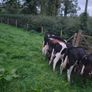 Weanling heifers Image 2