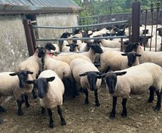 Suffolk hoggets