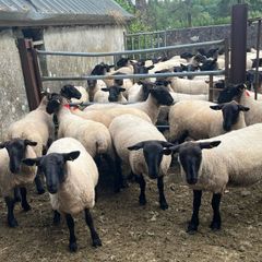 Suffolk hoggets