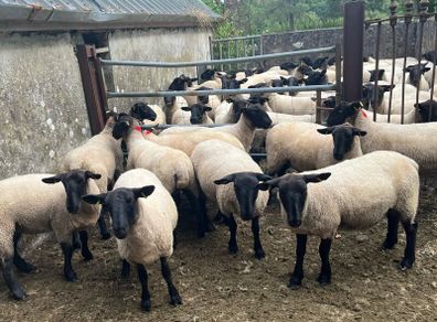 Suffolk hoggets