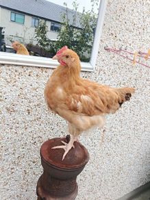 Cockerel Buff Orpington hybrid
