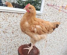 Cockerel Buff Orpington hybrid