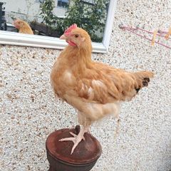 Cockerel Buff Orpington hybrid