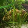 aquarium 50 liters Image 4