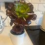 plant aeonium zwartkop Image 3