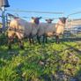 Hogget ewes Image 5