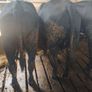 Cattle Image 2