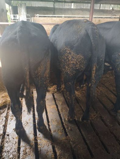 Cattle