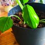 plant - Epipremnum aureum Image 6