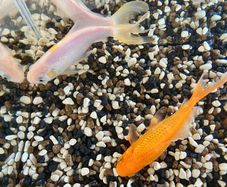 2 Goldfish for Adoption Free to Take Away