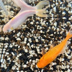 2 Goldfish for Adoption Free to Take Away
