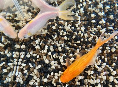 2 Goldfish for Adoption Free to Take Away