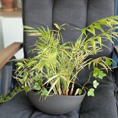 Palm (need TLC, no pot)