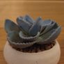 Miniature Cactus x 2 Image 2