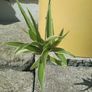 Spider plant Image 2