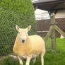 North country cheviot shearling rams Image 8